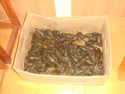 выпуск 1987 - юбилей 20 лет